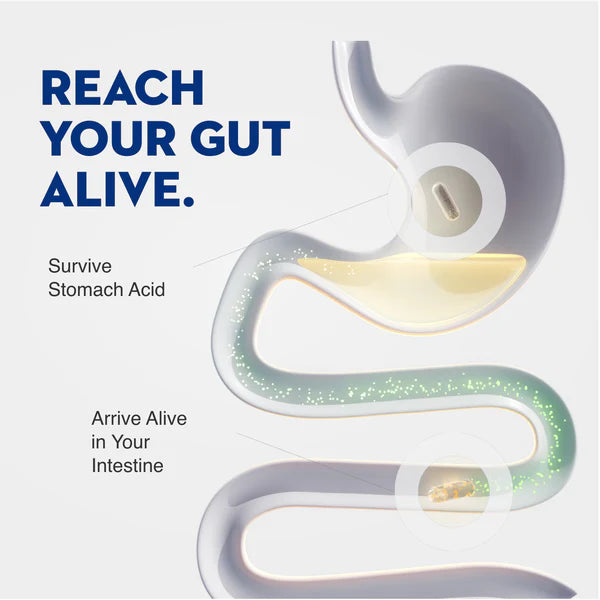 COMPLETE PROBIOTIC PRE-POST 100 B 60V