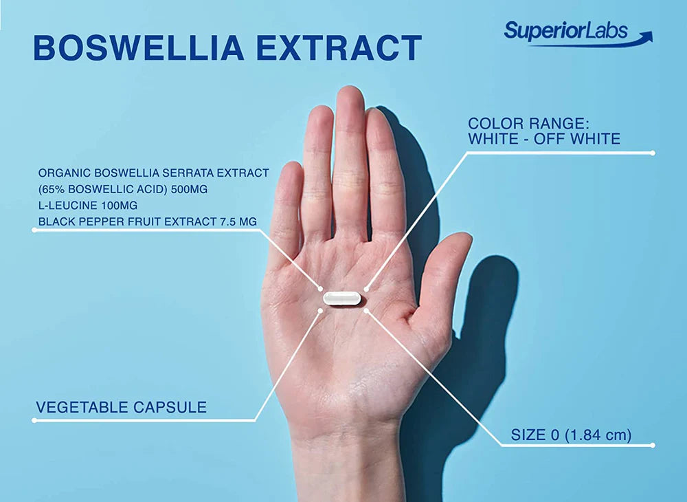 BOSWELLIA EXTRACT 240VC