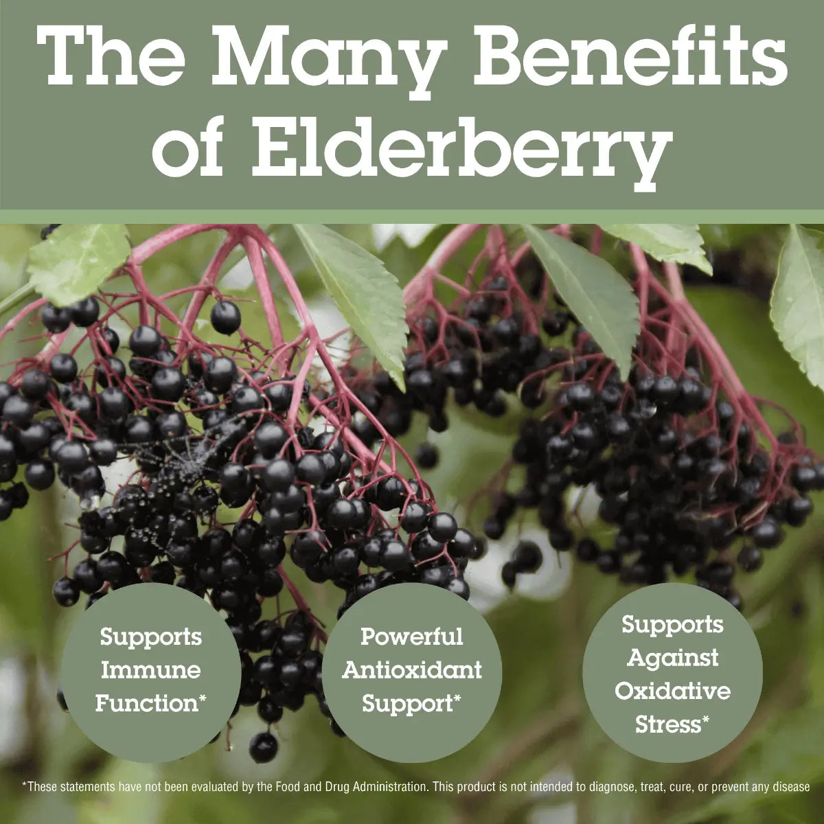 ELDERBRRY SYRUP 4 OZ